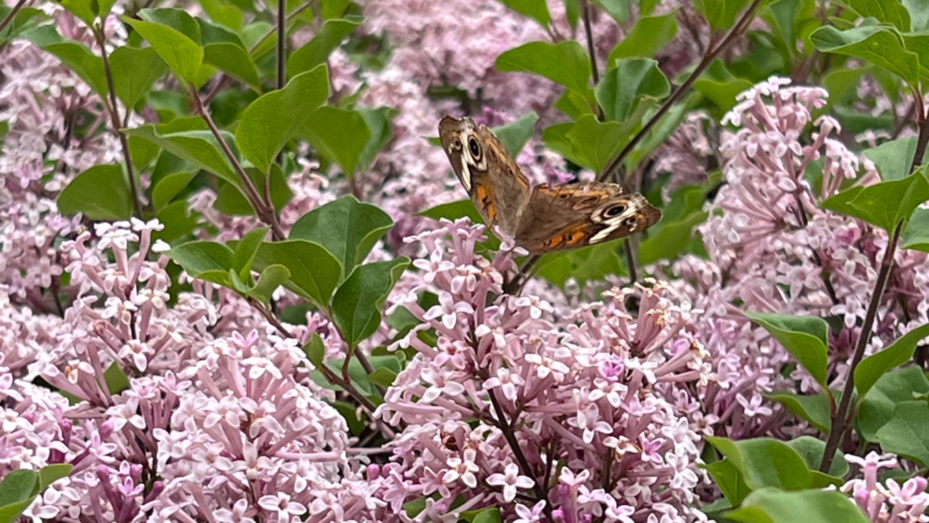 Lilac bathing with a buckey butterfly.